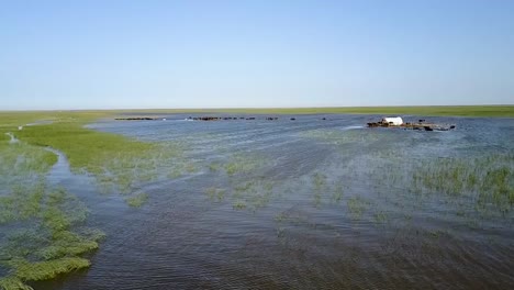 Luftaufnahme-Von-Kühen,-Die-Im-Fluss-In-Chibayischen-Mesopotamischen-Sümpfen-Schwimmen