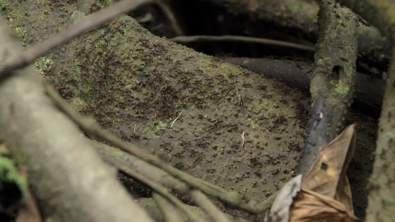 Ants walking on a tree root in the jungle of Peru in South America