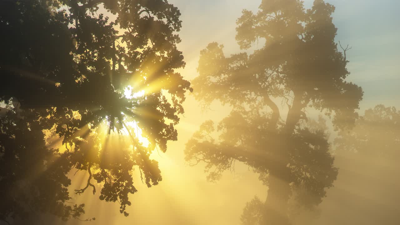 오크 나무의 잎을 통해 필터링 된 빛