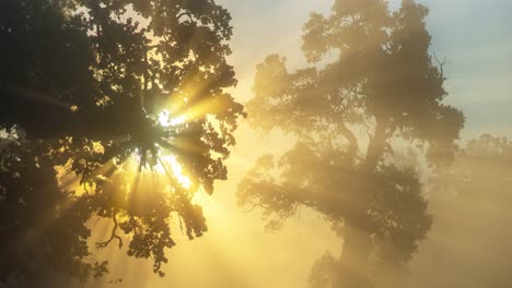 rayos de sol filtrados a través de las hojas del roble