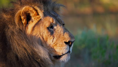 profile of a lion