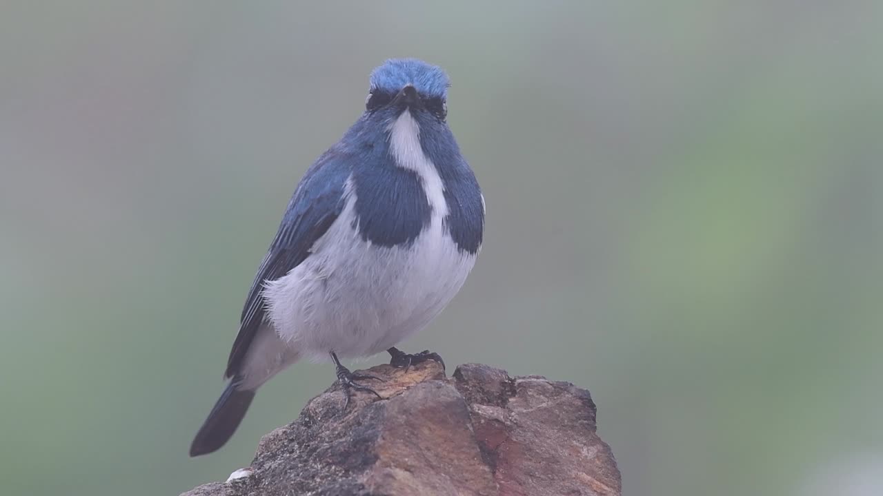 태국으로 겨울을 이주하는 흰눈썹참새라고도 알려진 울트라마린 딱새는 사람들에게 매우 친근합니다.