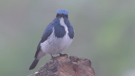 The-Ultramarine-Flycatcher,-also-known-as-the-White-browed-Blue-Flycatcher,-a-winter-migrant-to-Thailand,-is-very-friendy-to-people