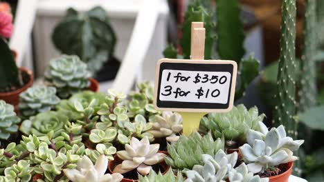 close-up of ful many cactus in the pots at the market street from thailand high quality photo