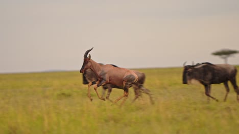 slow motion shot of group of topi and wildebeest running across masai mara, protecting african wildlife living together in maasai mara national reserve, kenya, africa safari animals conservation