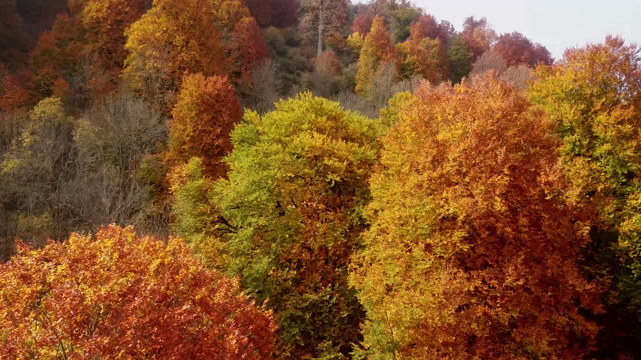 Nouseva ilmakuva värikkäästä syysmetsästä, jossa on keltaisia vaahteran, tammen ja rautapuun lehtiä iltapäivän auringonlaskun aikaan miellyttävän viileällä säällä ja vuoristotuulella kauniissa Iranissa lokakuussa – Ulkona kuvattu dronella