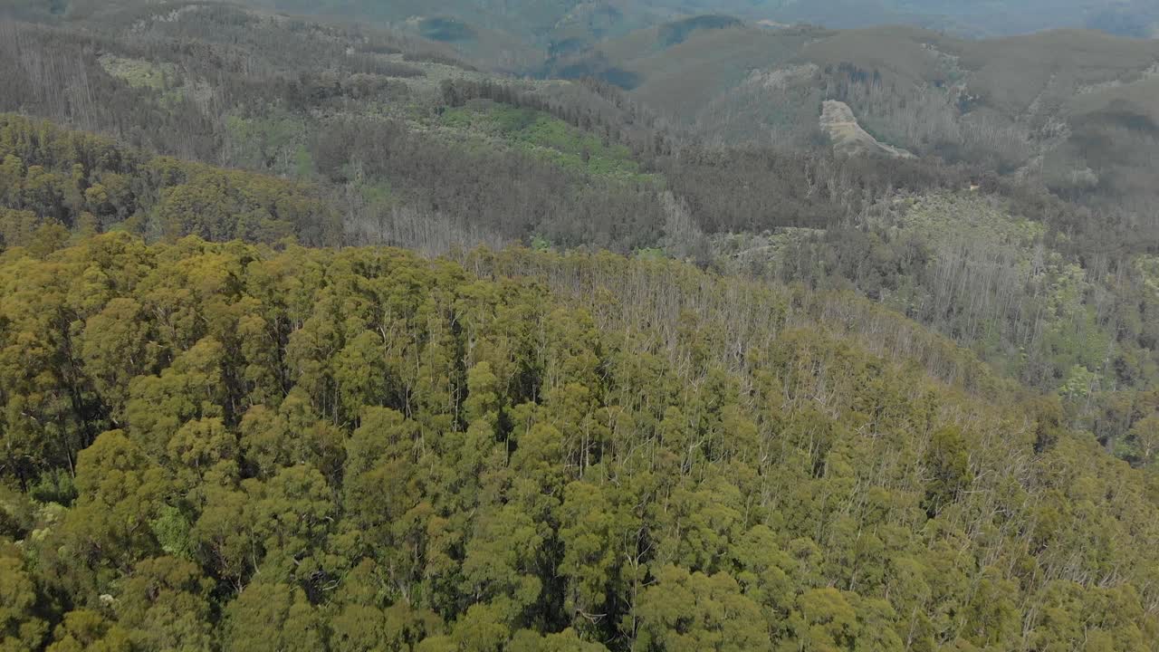 una toma aérea a vista de pájaro de una plantación de eucaliptos en los rangos de strzelecki australia