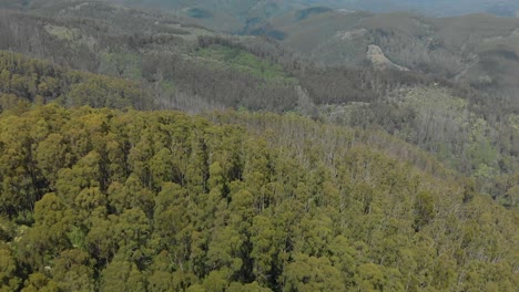 Una-Toma-Aérea-A-Vista-De-Pájaro-De-Una-Plantación-De-Eucaliptos-En-Los-Rangos-De-Strzelecki-Australia