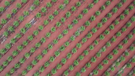 Vast-Landscape-Of-Grape-Plantation-In-Riverland,-Winery-Area-In-South-Australia---Aerial-Shot