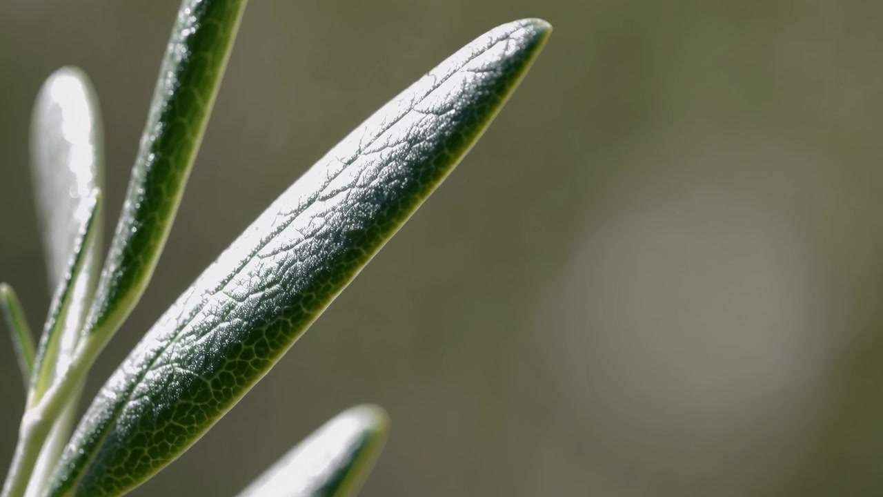 Primo piano di foglie di ulivo che ondeggiano al vento