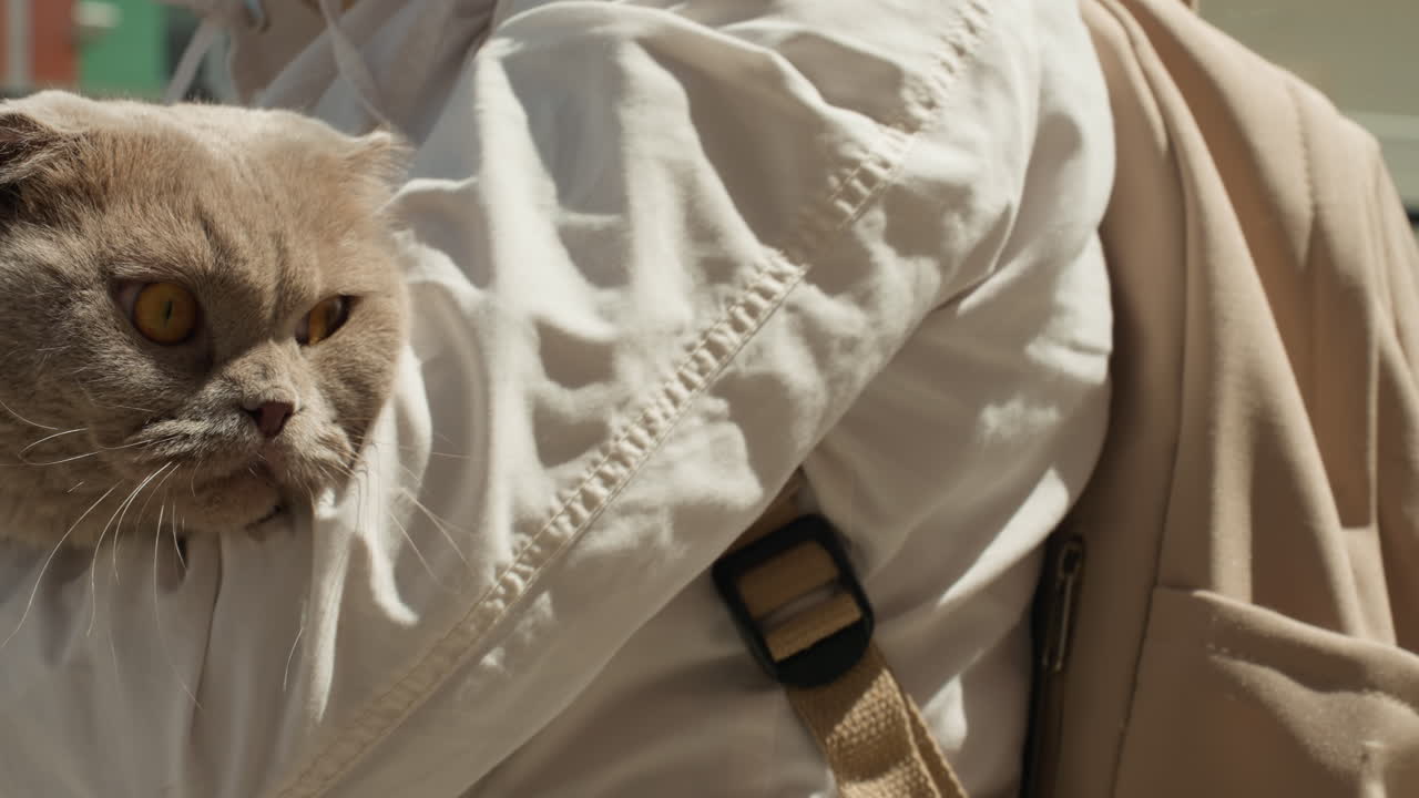 Cat Enjoys Playful Sunny Interaction, Playful Outdoor Scene Where Owner Peacefully Comforts Feline Friend, Sunny Park Environment As Owner Calmly Soothes And Interacts With Vocal And Alert Cat