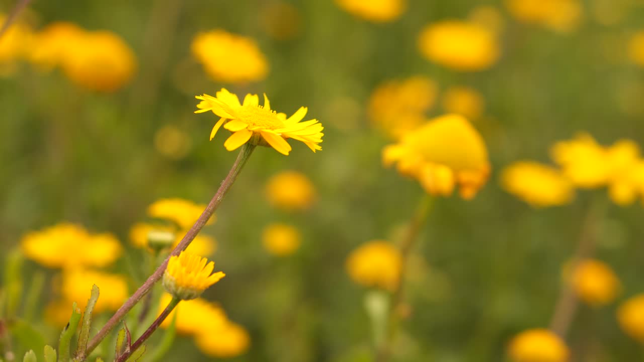 Side view of yellow flowers