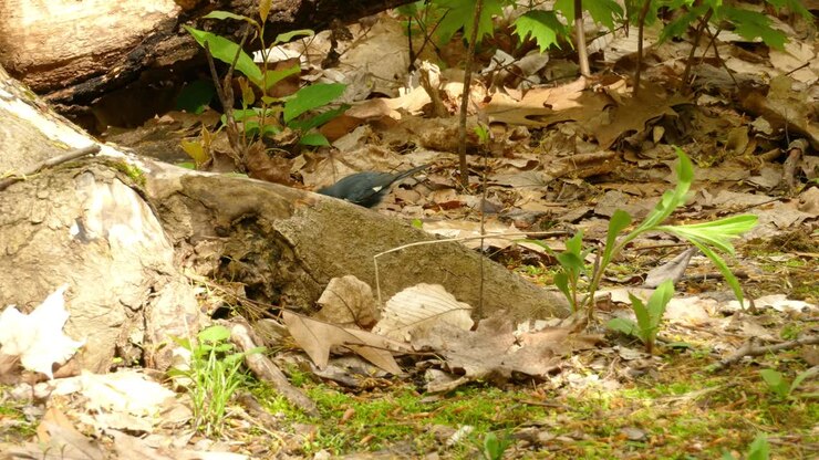 Un dendroica azzurra che salta sul terreno in cerca di cibo