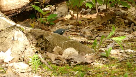 Ein-Schwarzkehliger-Blausängervogel,-Der-Auf-Der-Suche-Nach-Nahrung-Auf-Den-Boden-Springt