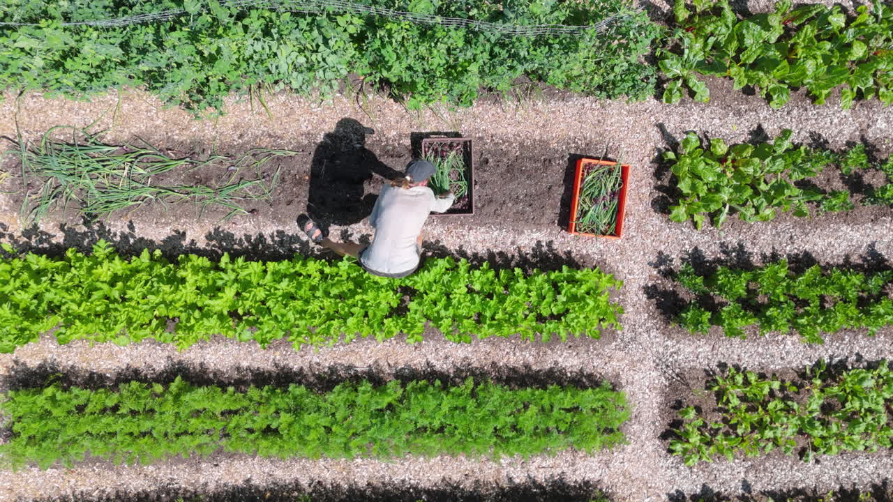 Aerial view of a person harvesting vegetables in a garden