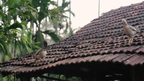 Chickens-pecking-for-food-on-brick-roof