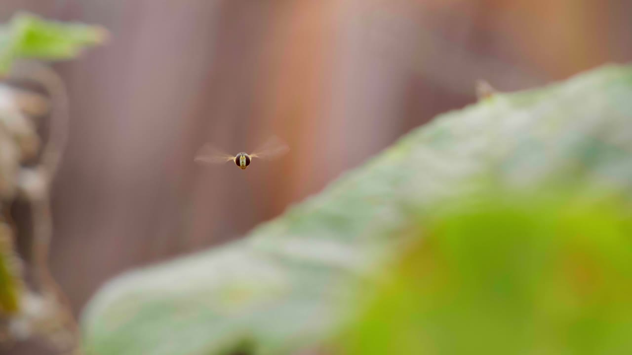 A tiny hoverfly hangs suspended in the air against a backdrop of blurred green foliage. The insect's wings beat rapidly as it positions itself near a plant. Shallow depth of field