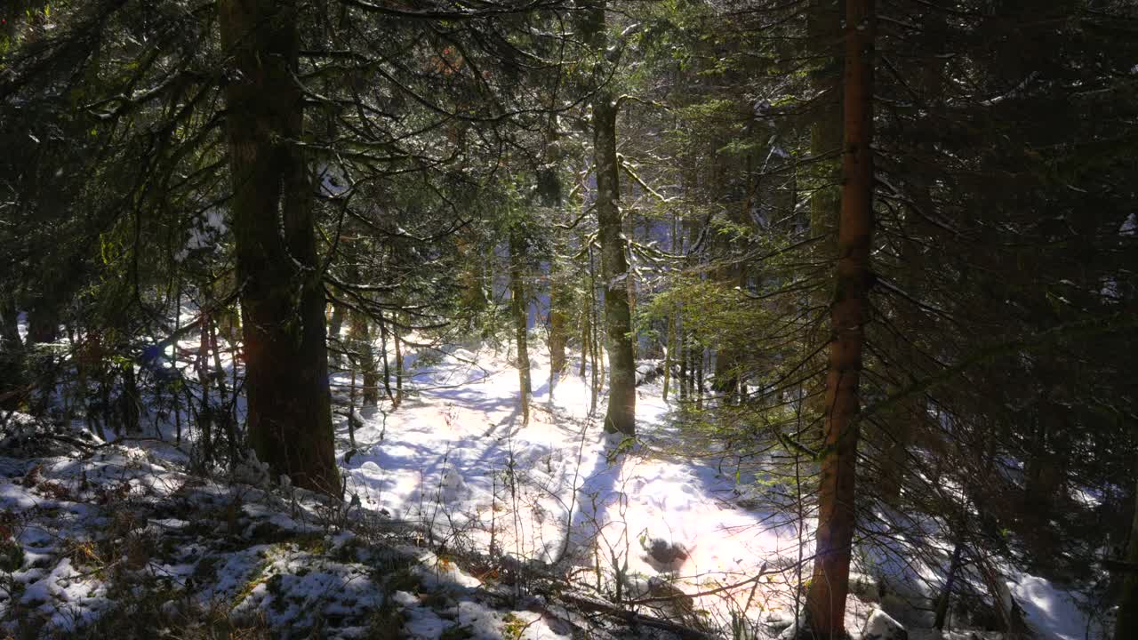 Natural light pine evergreen spruce tree forest winter snow covered frozen ground