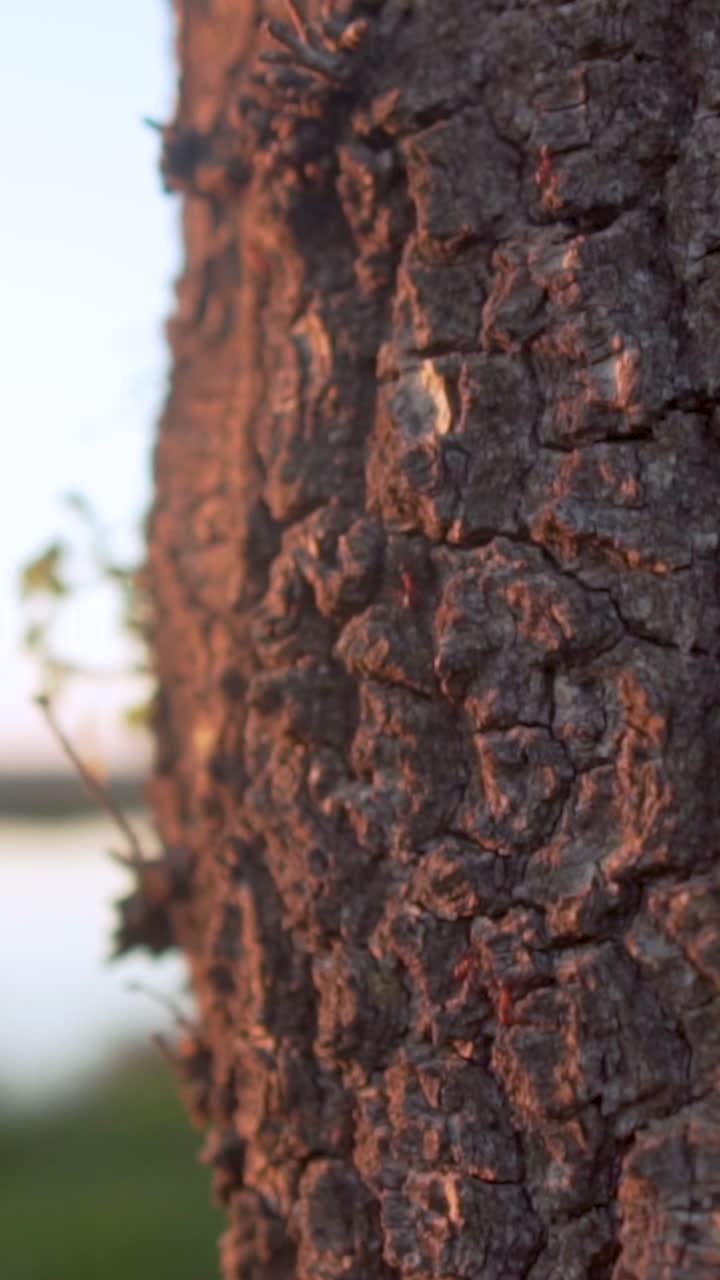 Primo piano della corteccia d'albero al tramonto