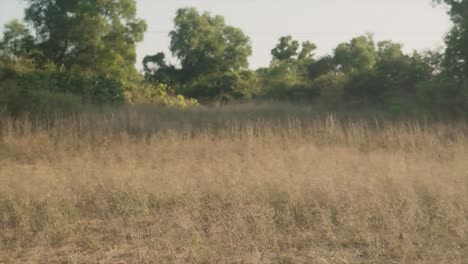 A-grass-field-and-surrounding-natural-landscape-panning-to-reveal-the-golden-rays-of-a-distant-sunset-on-a-beautiful-day-outdoors-in-nature,-India