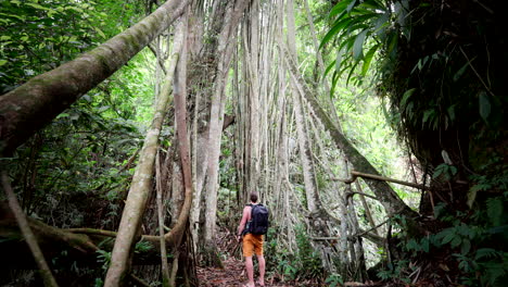 Male-tourist-admires-structure-of-wooden-natural-old-tree-bridge-in-Bali-forest