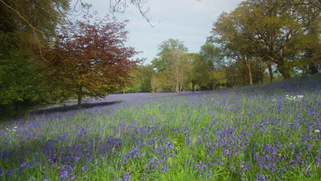 scenic view of bluebell fields and woodland at enys gardens near penryn in cornwall, england uk, panning right shot