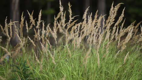 a close-up shot of the fluffy ears of the tall grass swaying gently in the wind