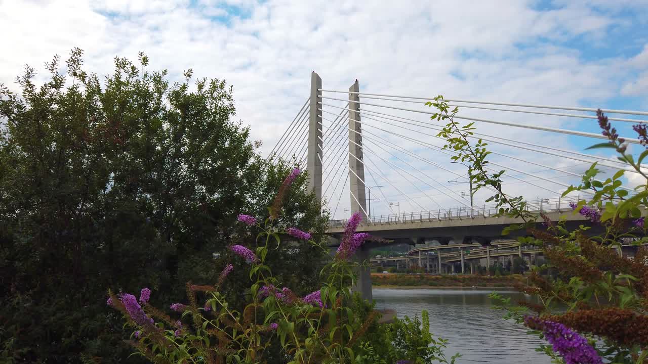 4k portland, oregon se eleva desde detrás de las flores de lavanda para revelar el puente de cruce de tilikum sobre el río willamette con un cielo mayormente nublado