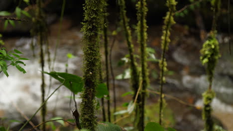vides cubiertas de musgo en la selva con río detrás de cámara lenta