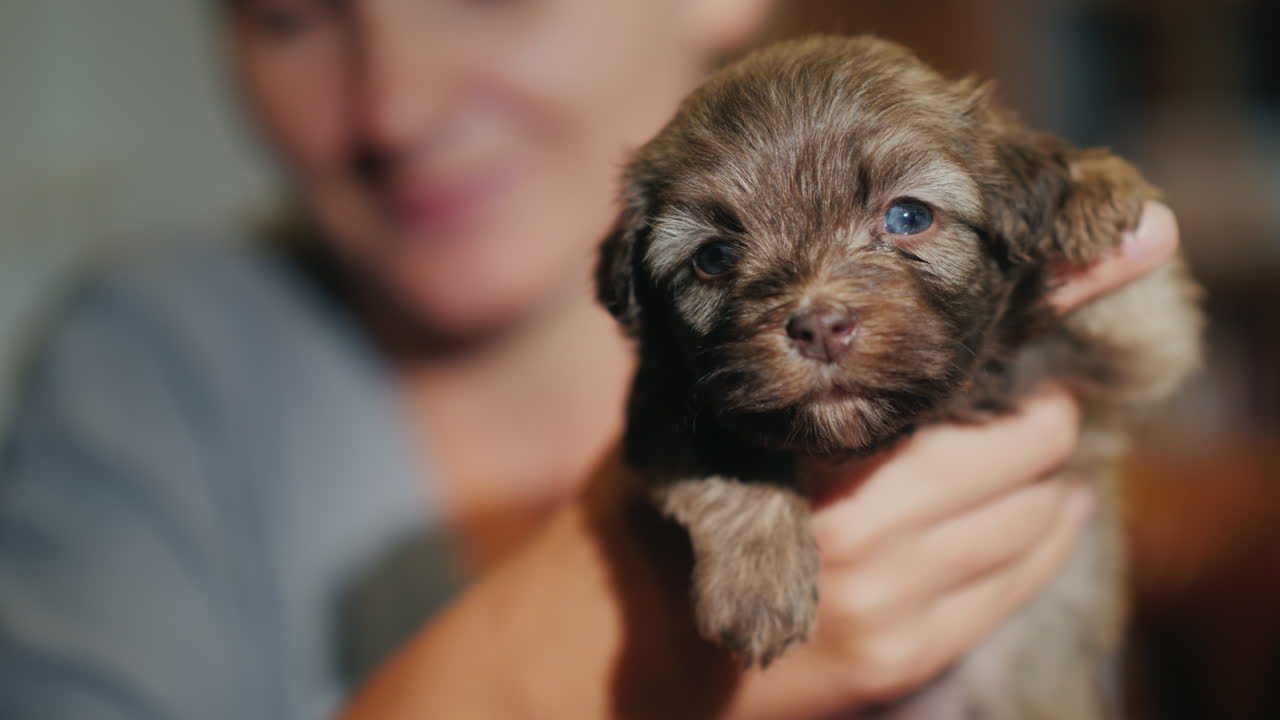 mujer sosteniendo un lindo cachorro en un color marrón-blanco