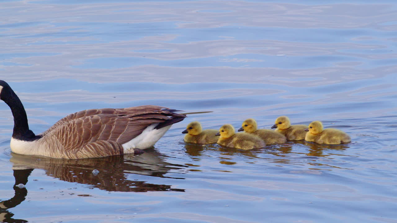 A delicate look at new goslings exploring life, captured in slow motion.