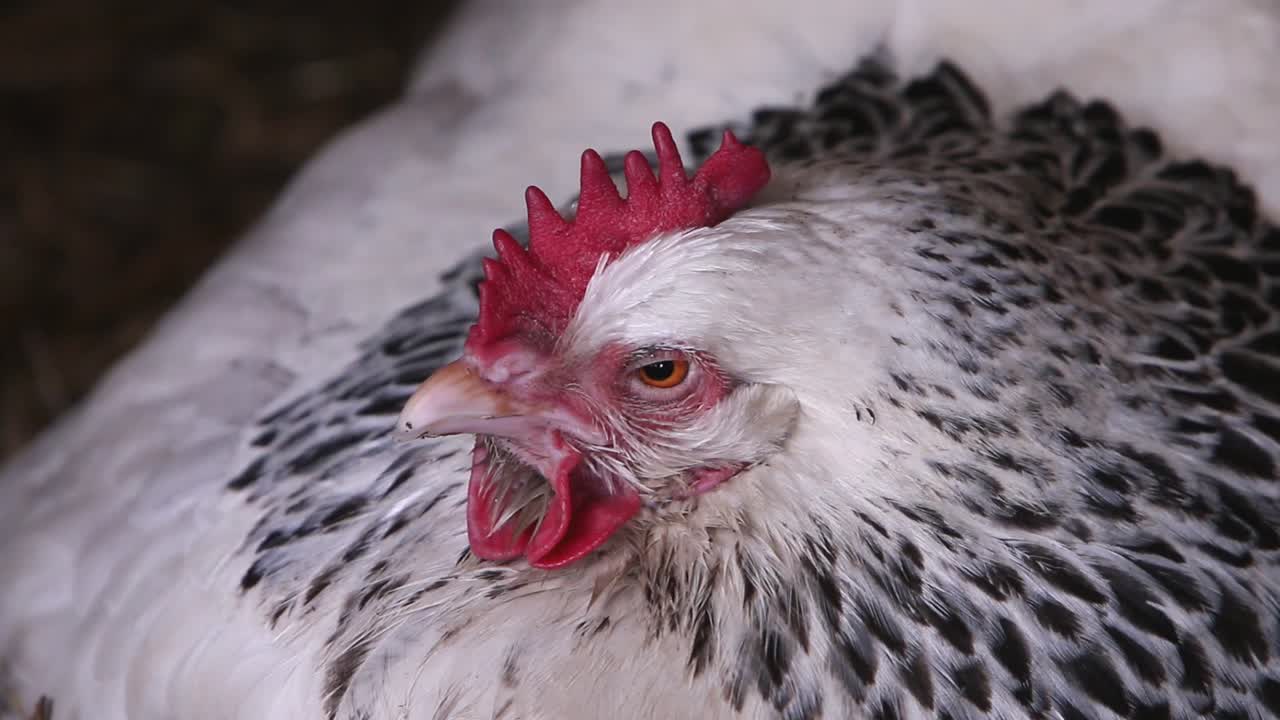primer plano de una gallina de sussex ligera sentada en el nido