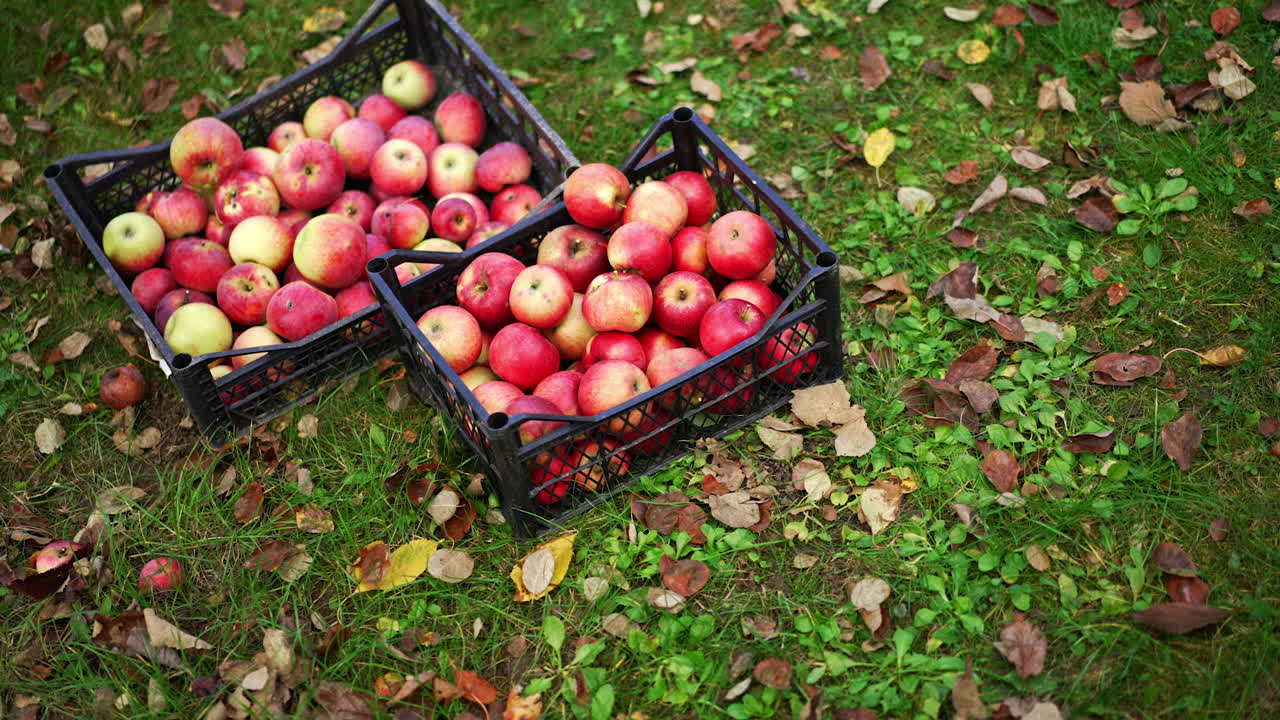 Ripe red apples collected in plastic boxes. Male farmer bringing the box with green apples and puts it on the ground. Top view.