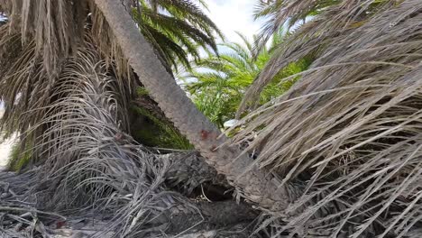 Trunks-palms-tree-dates-fruits,-zoom-out-betwen-foliage,-texture-concept