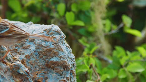 Rufous-collared-sparrow-landing-on-lizard-sitting-on-rock,-SLOWMO