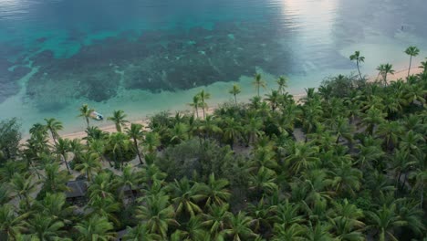 Aquamarine-Water-And-The-Lush-Green-Palm-Trees-In-A-Tropical-Beach-In-Fiji-Island,-aerial-shot