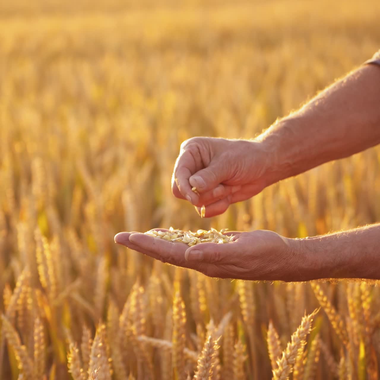 Wheat grains in man's hands. Farmer holds grains of ripe wheat in hands and looks at them on golden spikelets background in field.