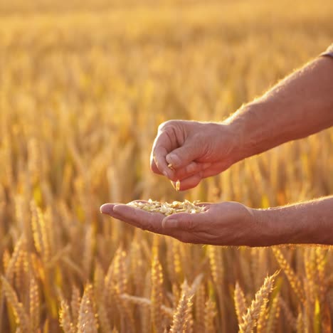 wheat grains in man's hands. farmer holds grains of ripe wheat in hands and looks at them on golden spikelets background in field.