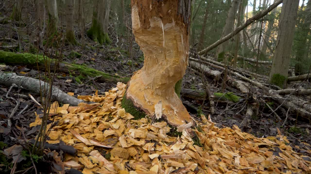 Tree log damaged and chewed by a Beaver amidst wet forest - Tilt down close up