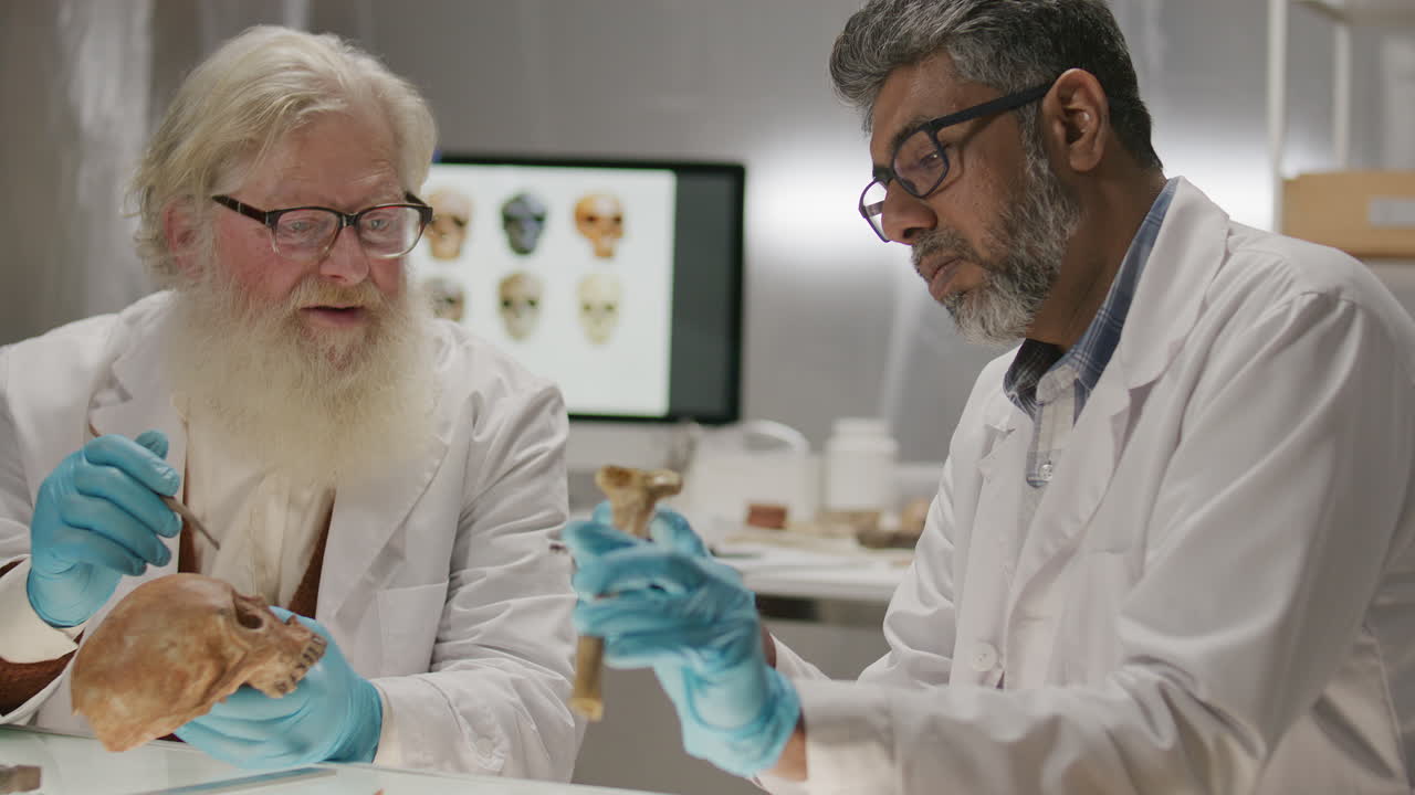 Two Senior Archaeologists Examining and Discussing Ancient Remains in Lab