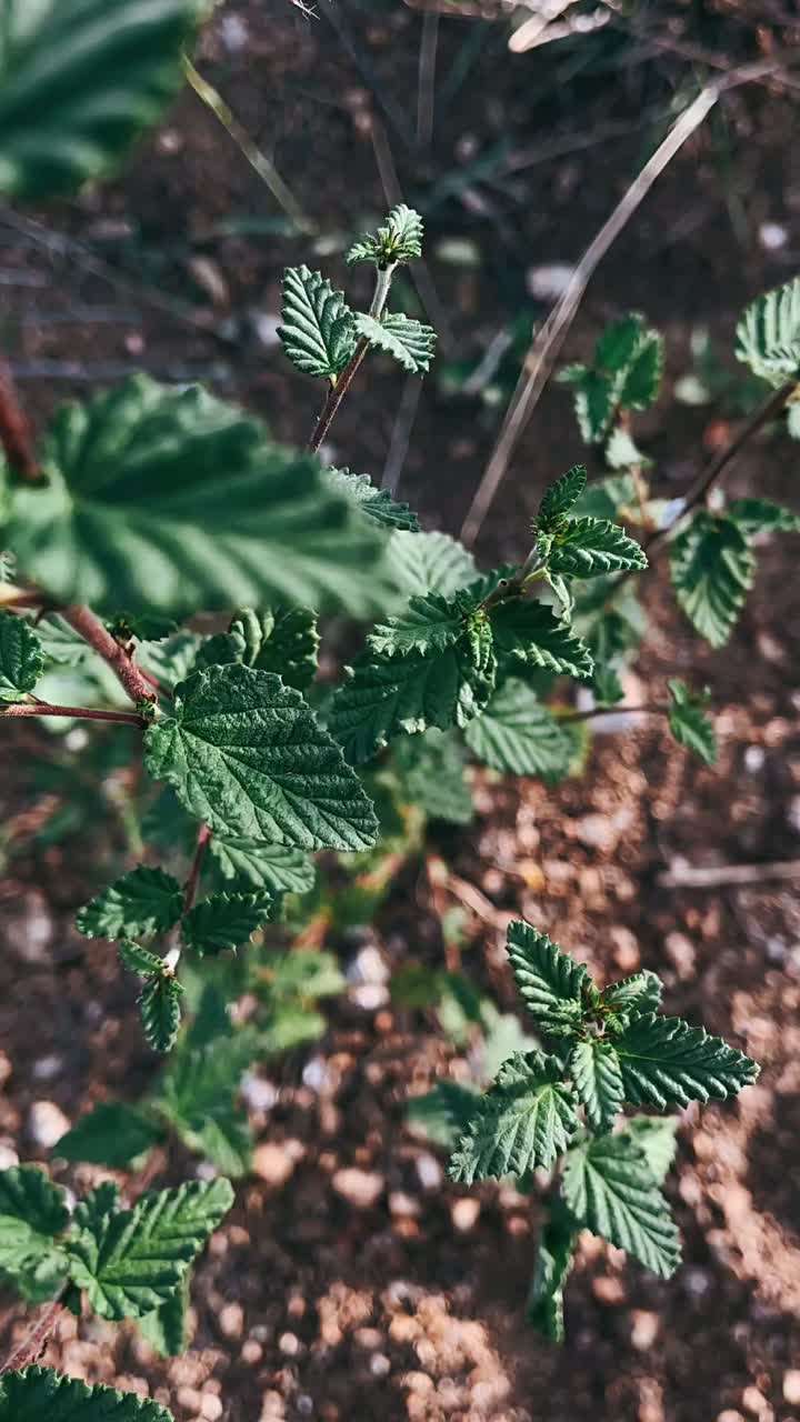 Close-up view of small green plants