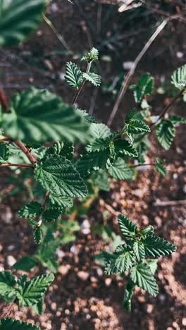 close-up view of small green plants