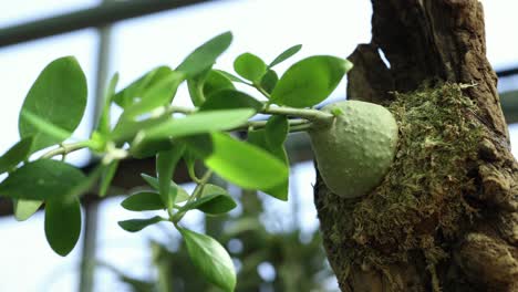 Vista-Más-Cercana-Y-Movimiento-De-La-Cámara-Del-Camión-Del-Lado-Derecho-De-Una-Planta-Hydnophytum-Papuanum