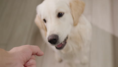 golden retriever receiving dog treat