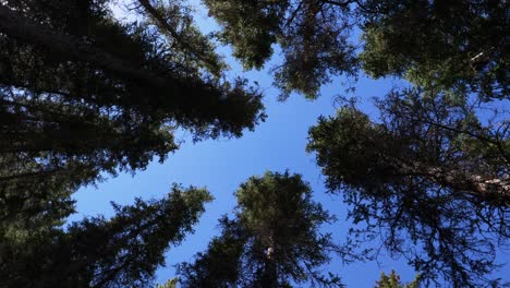 low angle rotating shot of towering green trees and blue sky in summer