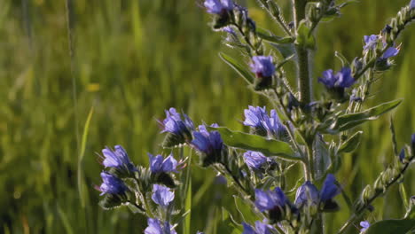 flores azules en un prado con una abeja
