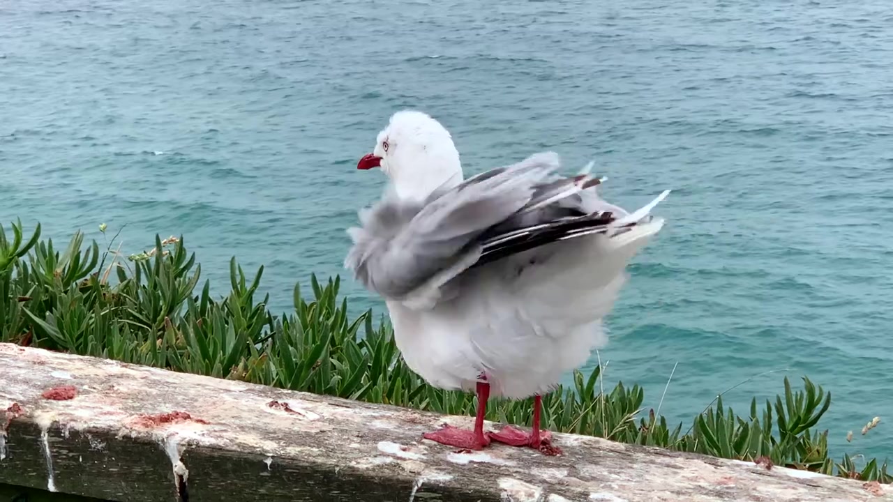 Un primo piano del gabbiano dal becco rosso che si pulisce le piume vicino al mare. Questo uccello è originario della Nuova Zelanda