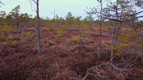 Marshland-growing-with-small-pine-trees,-low-angle-motion-backward-view