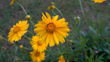 Wind-Weht-Auf-Gelben-Gänseblümchen-Im-Garten-Mit-Verschwommenem-Hintergrund