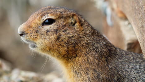 side view of an arctic ground squirrel in yukon, canada - close up